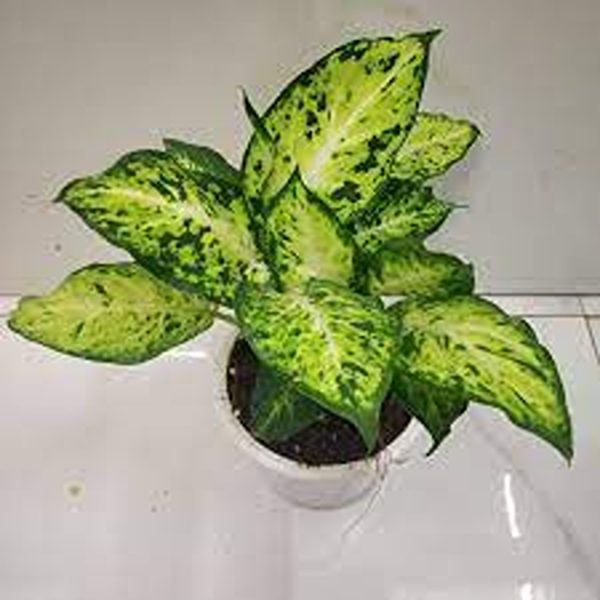 PHP-DIEFFENBACHIA NAPTUNE - Image 2