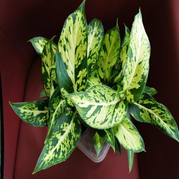 PHP-DIEFFENBACHIA NAPTUNE - Image 3