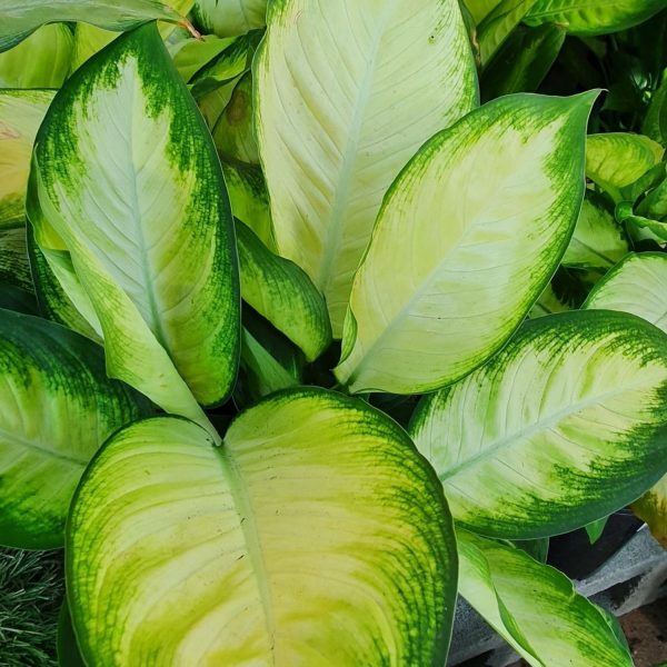 PHP-DIEFFENBACHIA NAPTUNE - Image 4