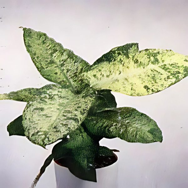 HP-DIEFFENBECHIA NAPTUNE - Image 3