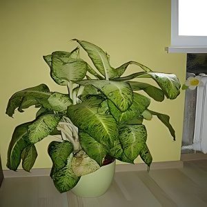 HP-DIEFFENBECHIA NAPTUNE