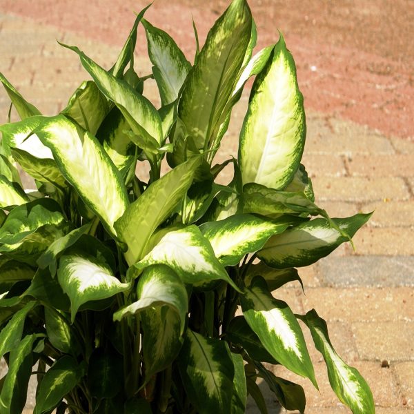 PHP-DIEFFENBACHIA VENUS - Image 3