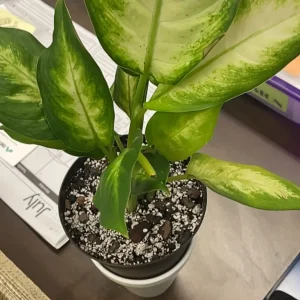 PHP-DIEFFENBACHIA VENUS