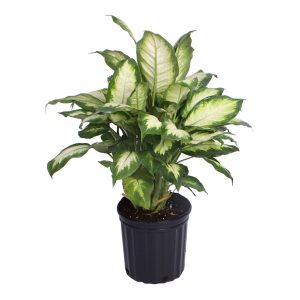 PHP-DIEFFENBACHIA VENUS