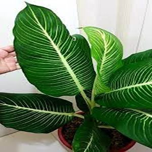 PHP-DIEFFENBACHIA W. DELIGHT