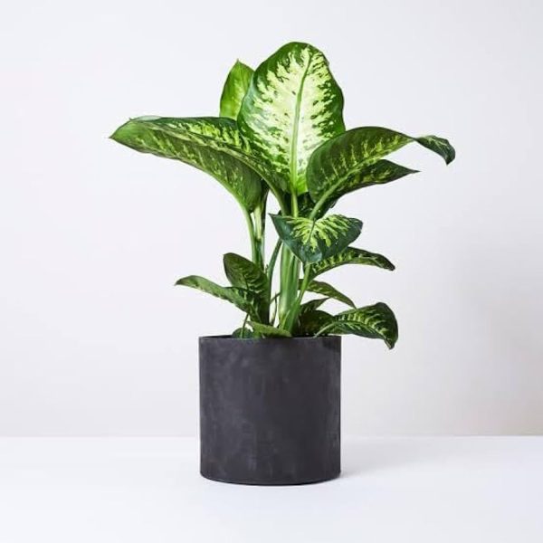 HP-DIEFFENBECHIA AMOENA