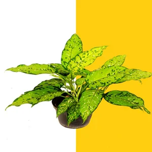 PHP-DIEFFENBACHIA BAUSII