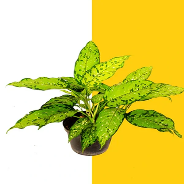 PHP-DIEFFENBACHIA BAUSII