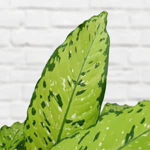 PHP-DIEFFENBACHIA BAUSII