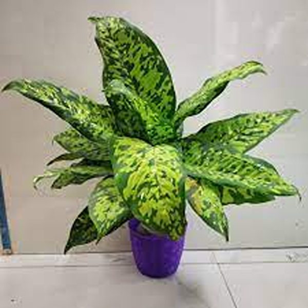 PHP-DIEFFENBACHIA BAUSII - Image 3