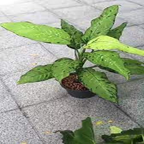 PHP-DIEFFENBACHIA BAUSII - Image 4