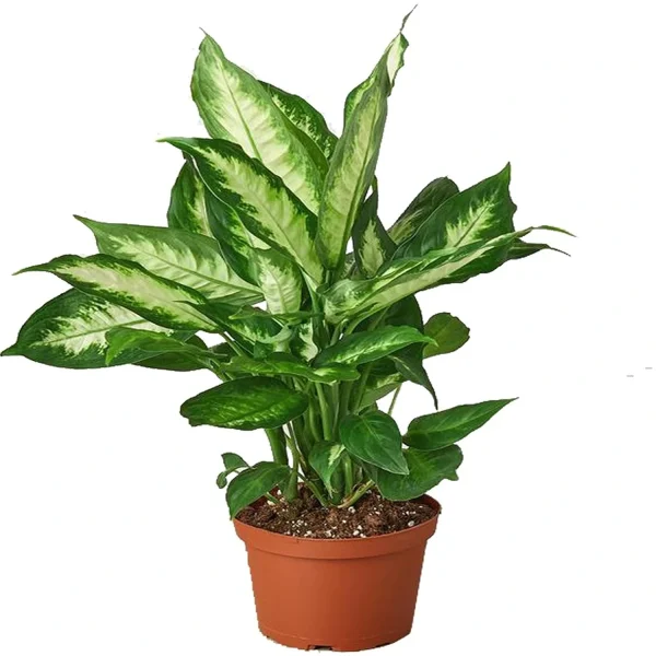 PHP-DIEFFENBECHIA EX. ALBA