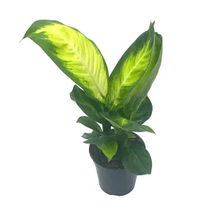 PHP-DIEFFENBACHIA GLOW