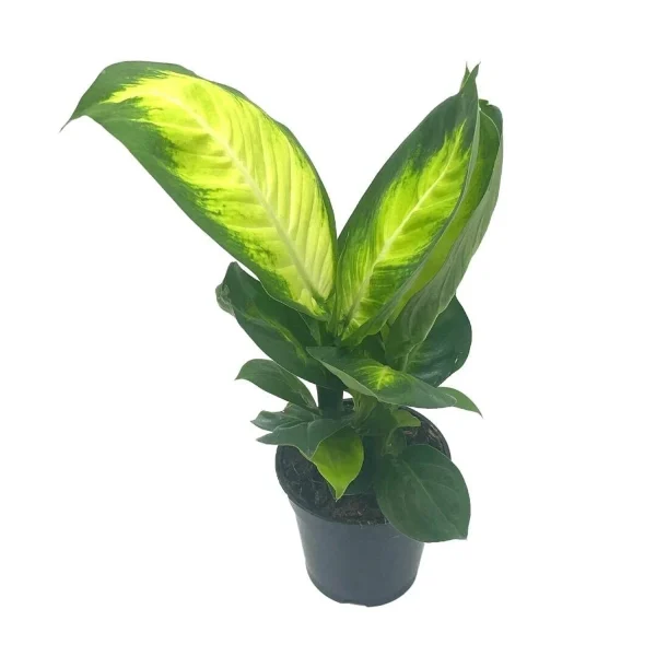 PHP-DIEFFENBACHIA GLOW