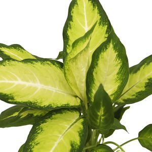 PHP-DIEFFENBACHIA GLOW