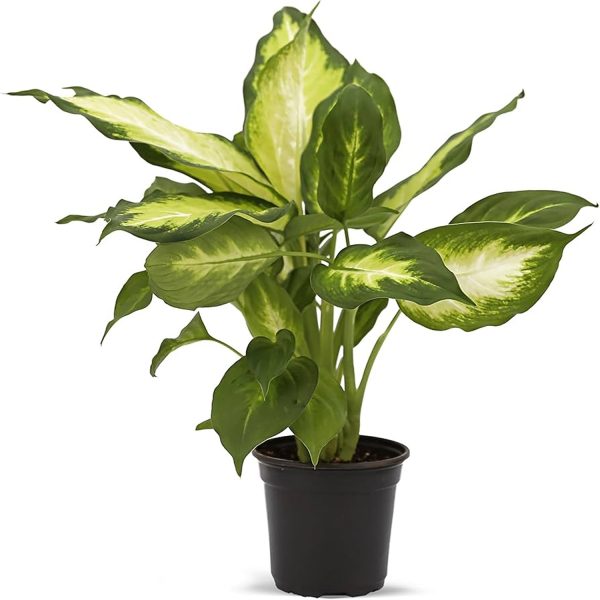 PHP-DIEFFENBACHIA GLOW - Image 3