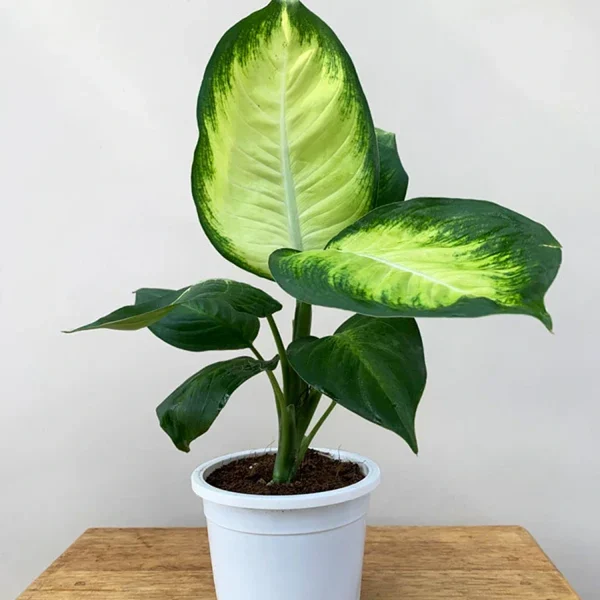 PHP-DIEFFENBACHIA GLOW - Image 4