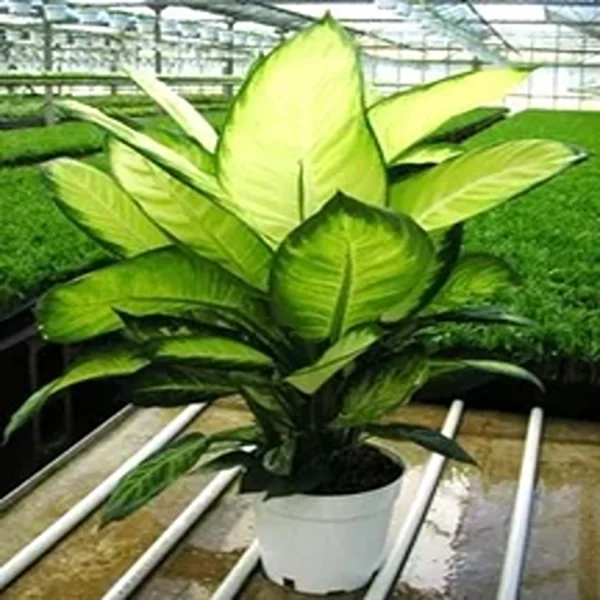 PHP-DIEFFENBACHIA GLOW - Image 5