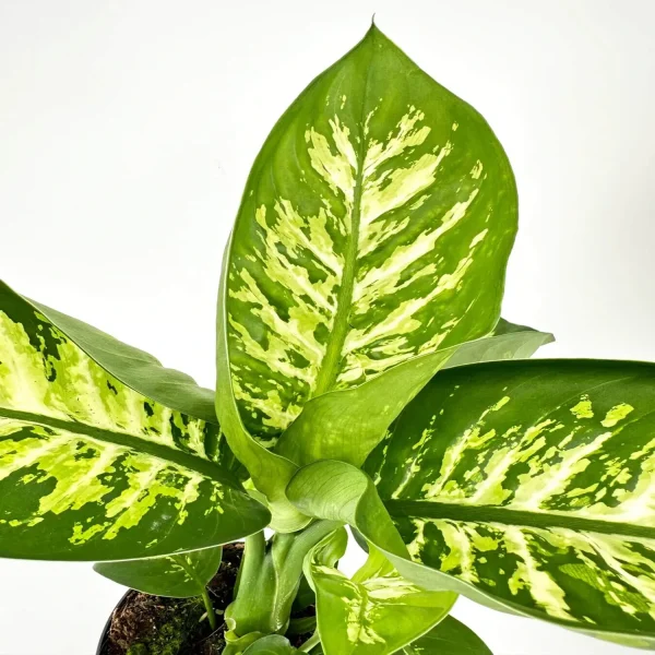PHP-DIEFFENBACHIA SATURN - Image 3