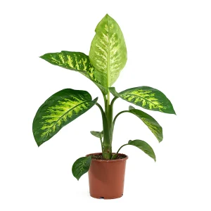 PHP-DIEFFENBACHIA SATURN