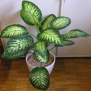 PHP-DIEFFENBACHIA SATURN
