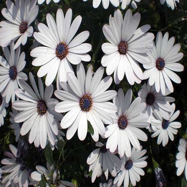 DIMORPHOTHECA SPP. - Image 2