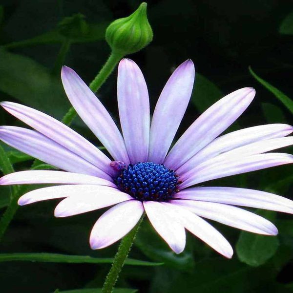 DIMORPHOTHECA SPP. - Image 3