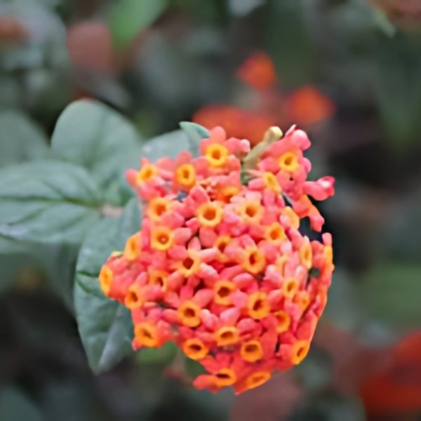 DOMBEYA MASTERSII - Image 3