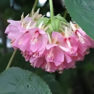 DOMBEYA MASTERSII