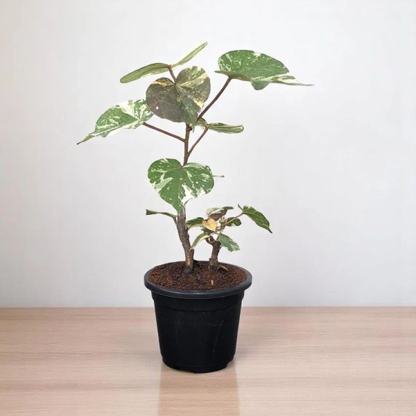 DOMBEYA MASTERSII
