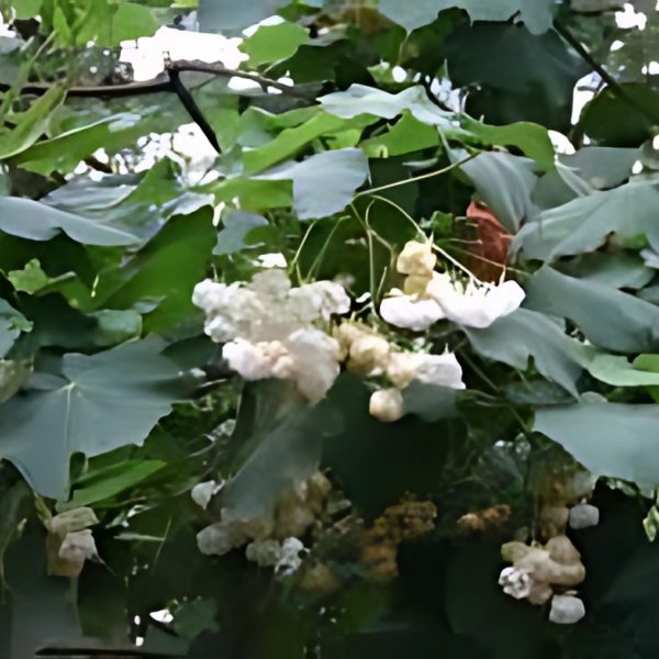 DOMBEYA MASTERSII - Image 4