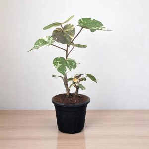 DOMBEYA WALLICHII