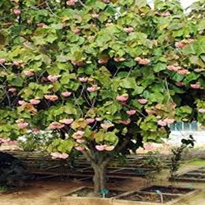 DOMBEYA WALLICHII