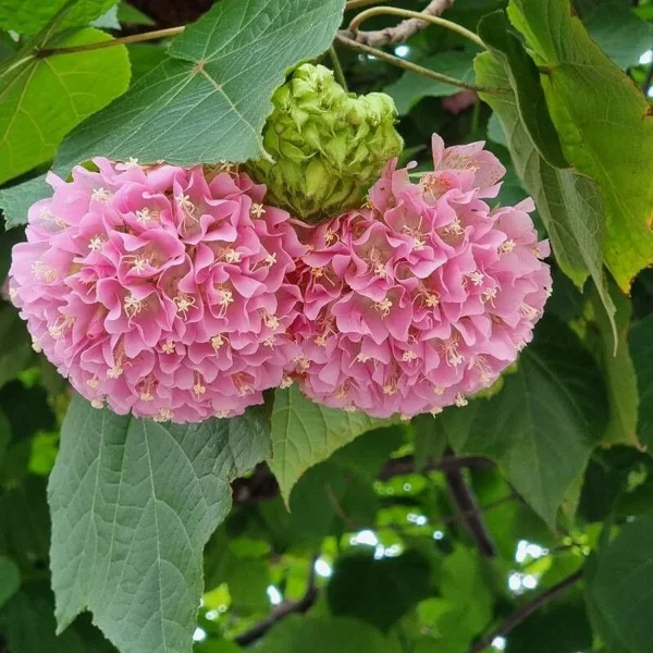 DOMBEYA WALLICHII - Image 3