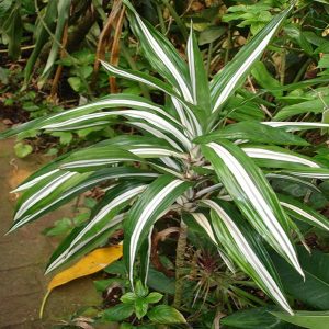 PHP-DRACAENA DER. BAUSEI