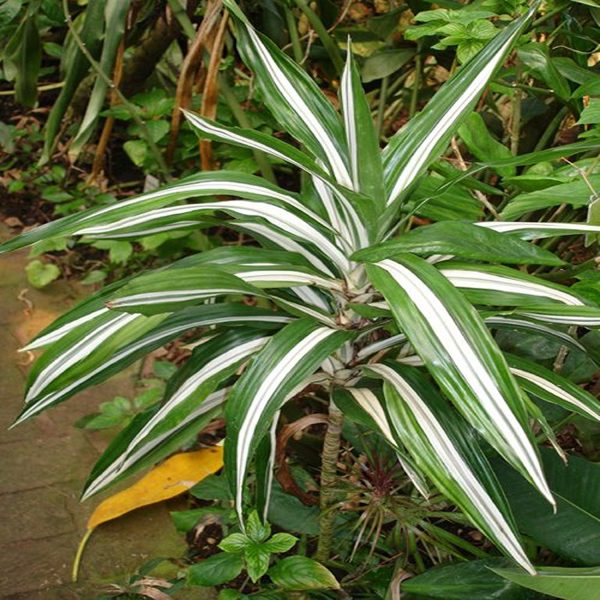 HP-DRACAENA DER. BAUSEI - Image 5
