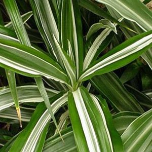 HP-DRACAENA DER. BAUSEI