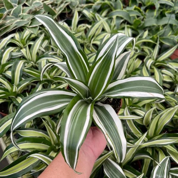 HP-DRACAENA DER. BAUSEI - Image 4