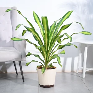 HP-DRACAENA DER. BAUSEI