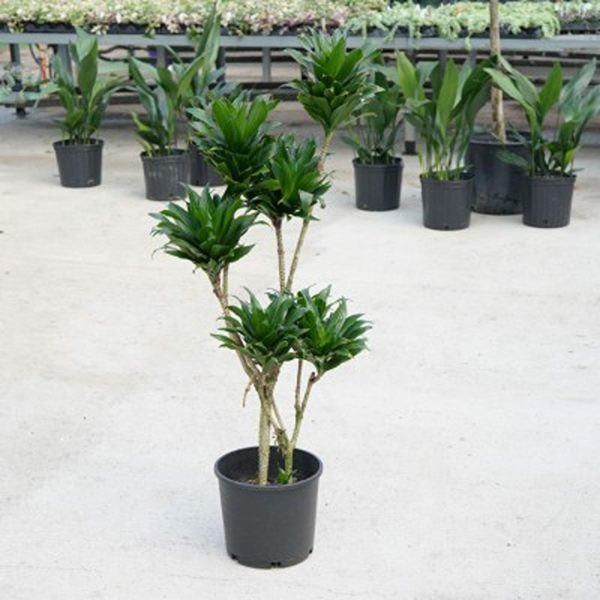 PHP-DRACAENA DER.COMPACTA - Image 3