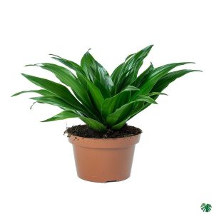 PHP-DRACAENA DER.COMPACTA