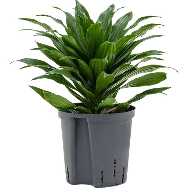 PHP-DRACAENA DER.COMPACTA