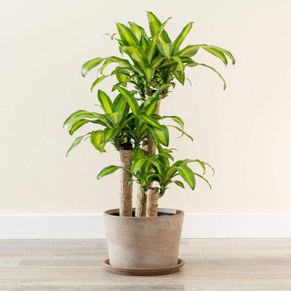 PHP-DRACAENA FRAGRANS