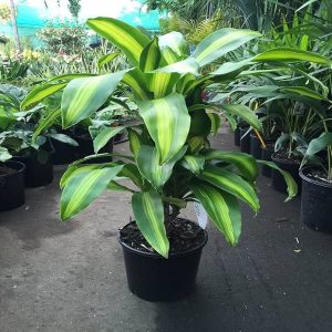 PHP-DRACAENA FRAGRANS