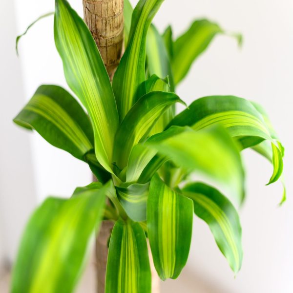PHP-DRACAENA FRAGRANS - Image 3