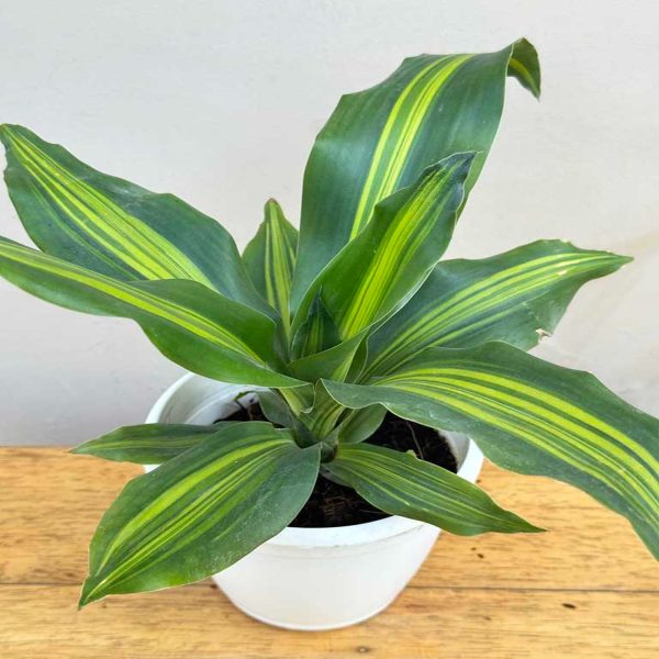 PHP-DRACAENA FRAGRANS - Image 5