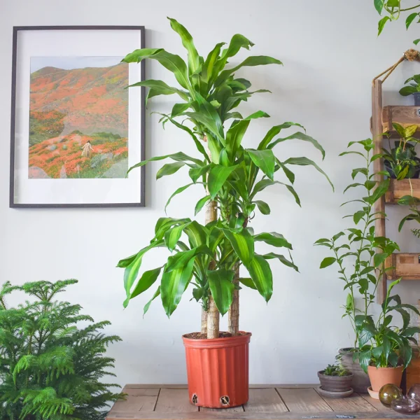 PHP-DRACAENA G. FRIEDMAN