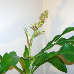 HP-DRACAENA G. FRIEDMAN