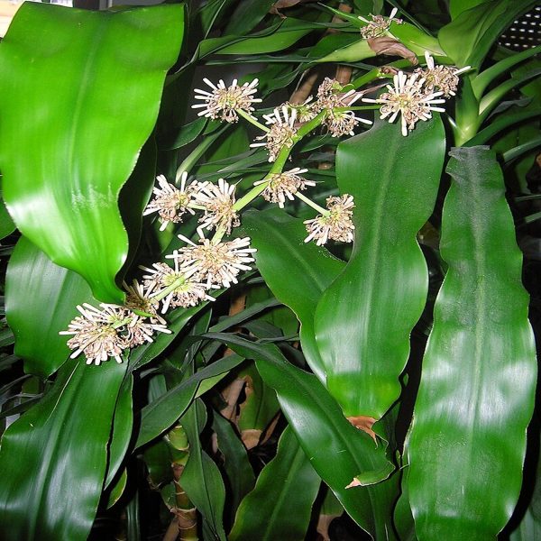 PHP-DRACAENA G. FRIEDMAN - Image 3