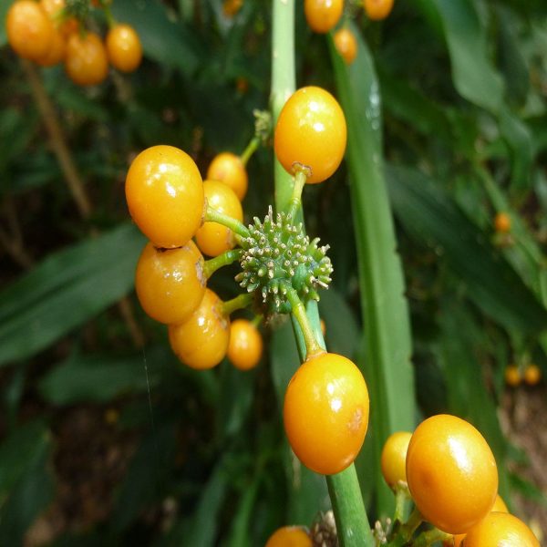 PHP-DRACAENA G. FRIEDMAN - Image 4